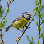 lady singing