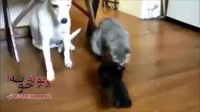 ويديويى تأثيرگذار از محبت حيوانات به هم thumbnail